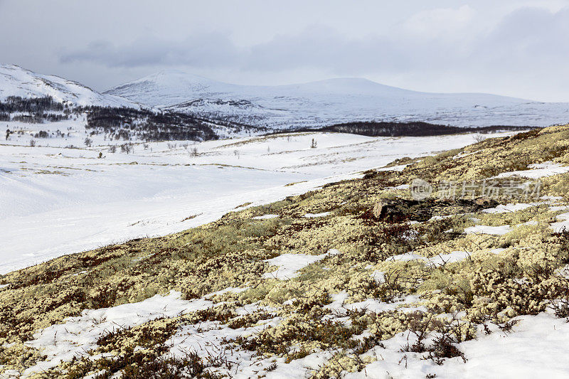 冬季有驯鹿地衣的挪威山区景观。