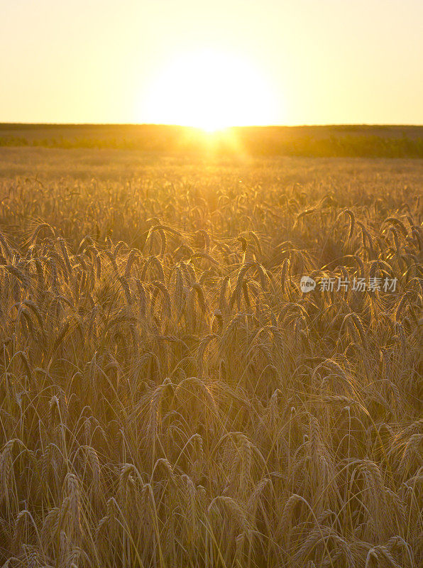夕阳中的大麦田