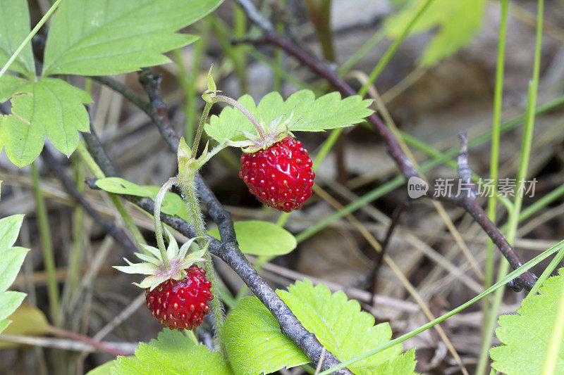 野草莓