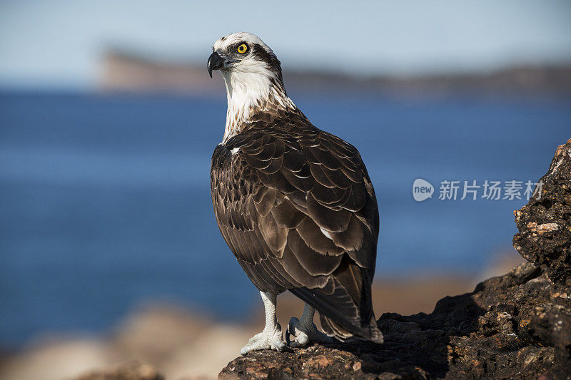 东部鱼鹰