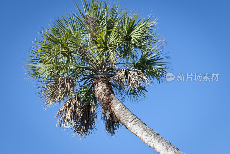 佛罗里达州树，sabal棕榈