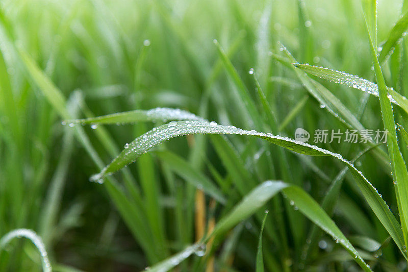 小麦植株