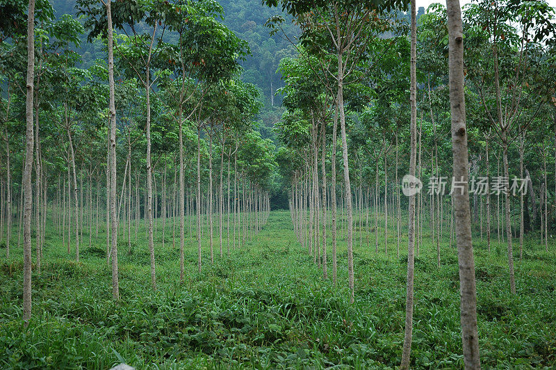 橡胶树种植