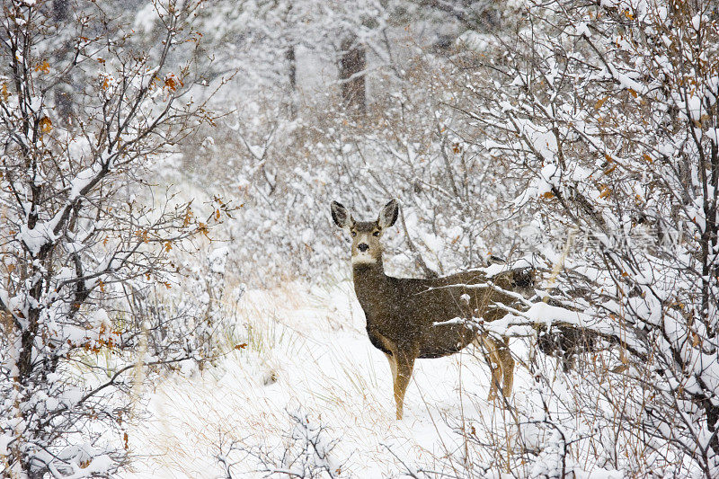 冬天雪地里的科罗拉多骡鹿