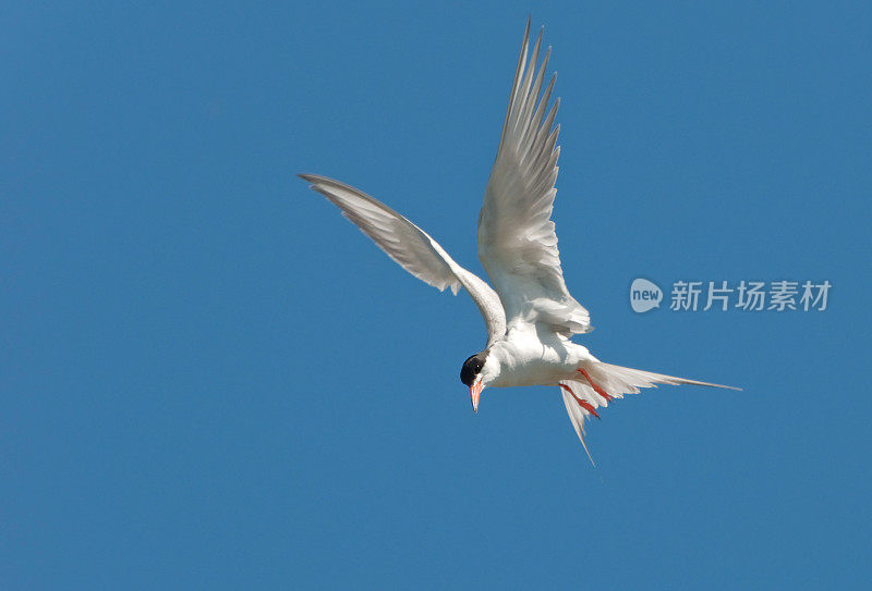 普通燕鸥在空中盘旋