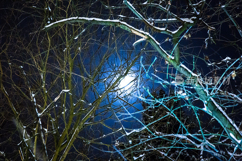在月光照耀下，白雪覆盖了树枝