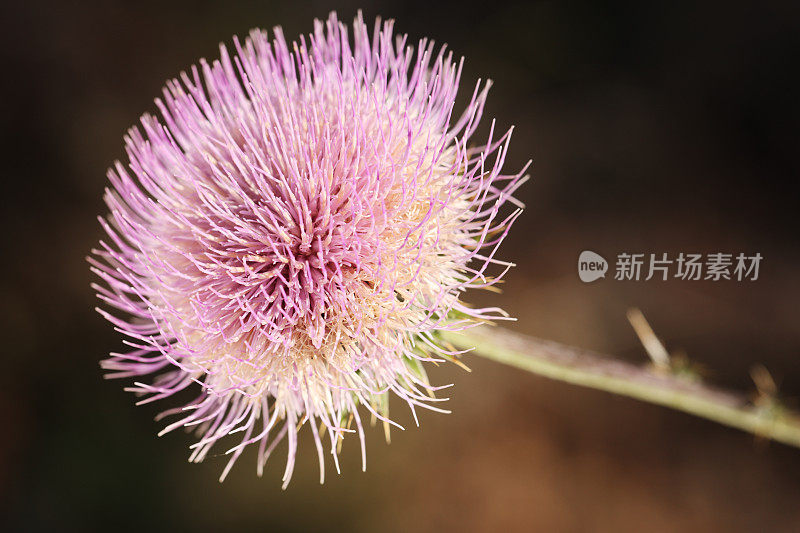 蓟属植物花