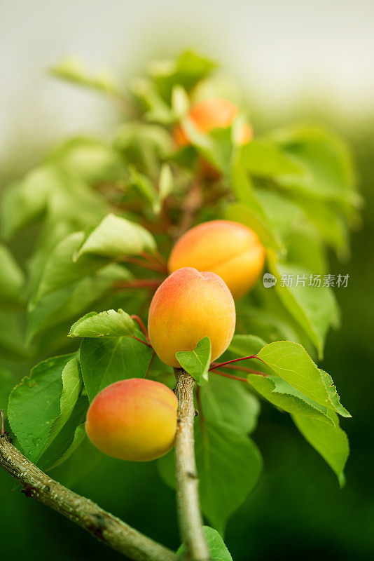 有果实的杏树