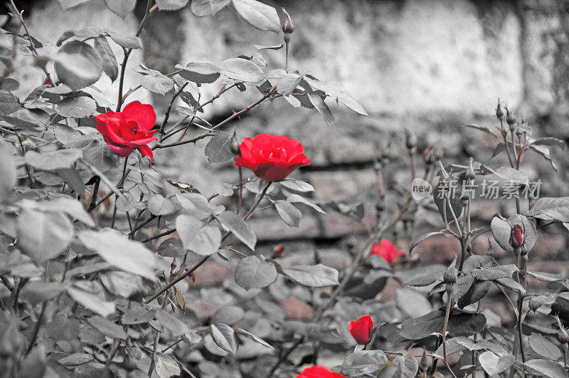 鲜艳的红玫瑰与无色的叶子背景