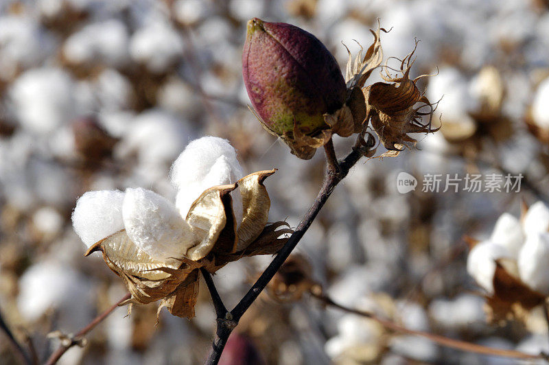 棉花种植