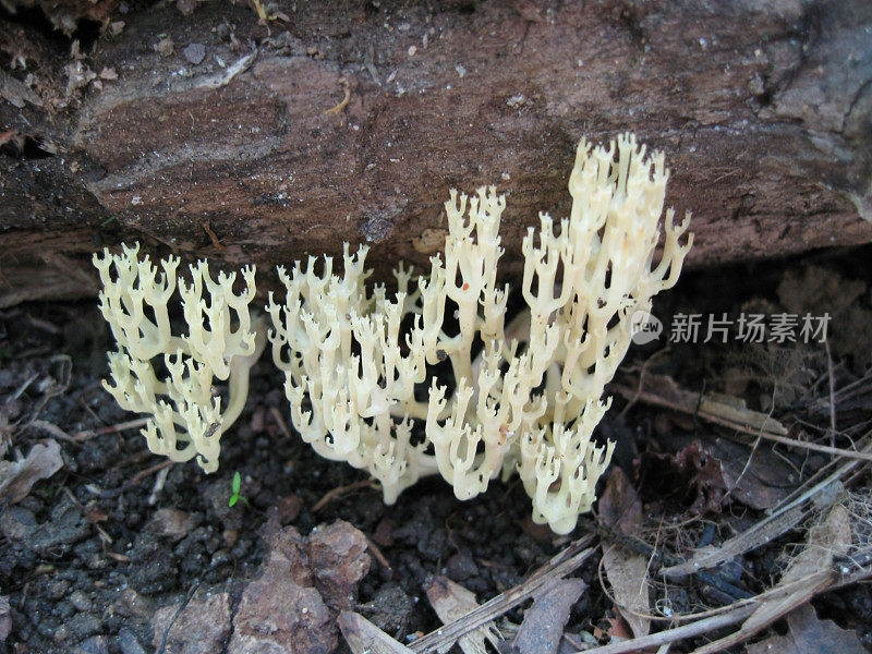 珊瑚真菌