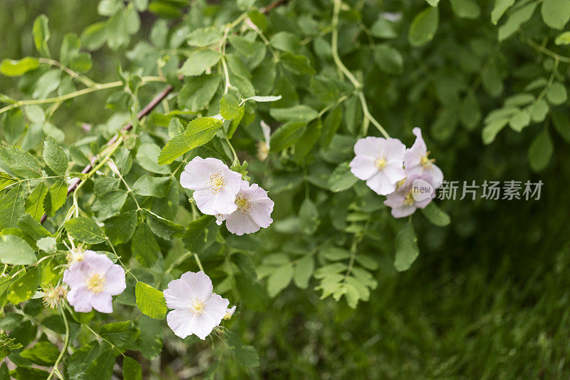 野玫瑰