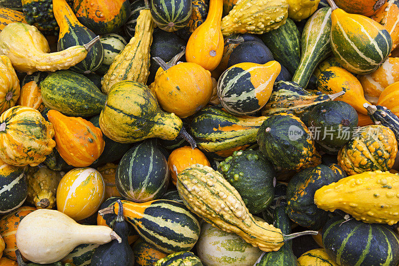 各种Pumkins背景