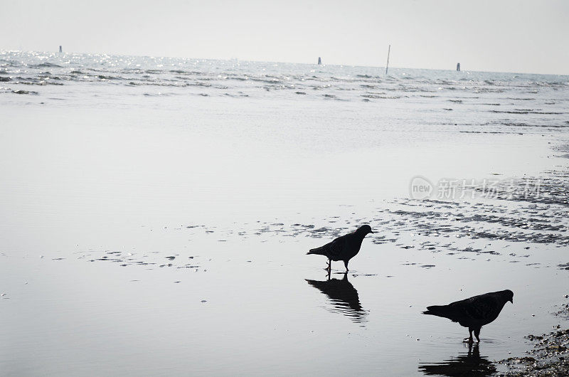 鸽子在海上剪影