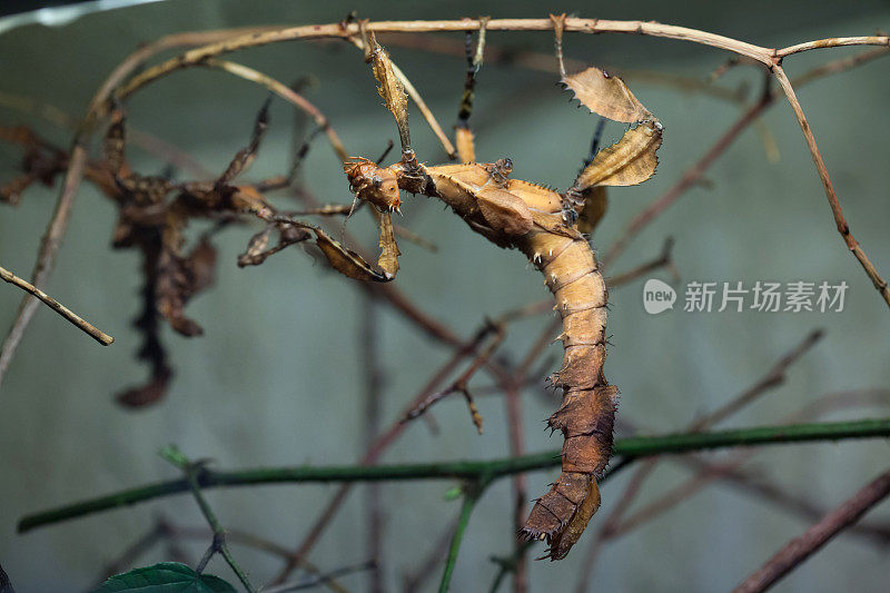 巨大的带刺的竹节虫(冠突外植体)。