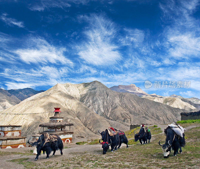 尼泊尔上杜坡牦牛队