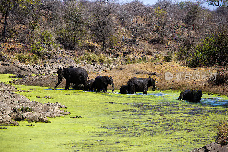 南非克鲁格国家公园，斯文尼河上的大象