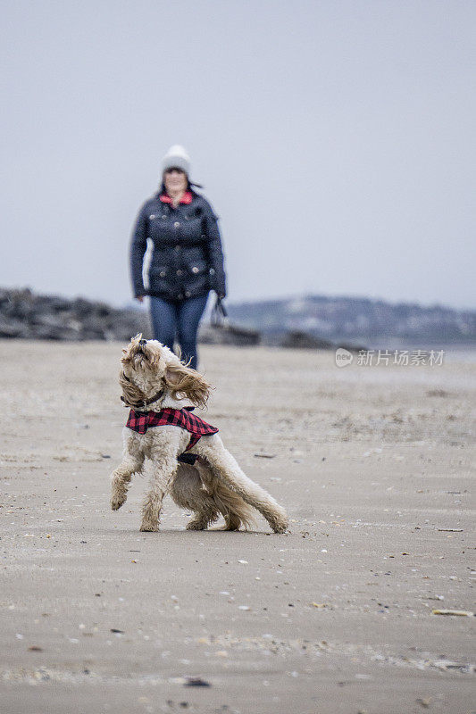 成熟的女人冬天在海滩遛狗