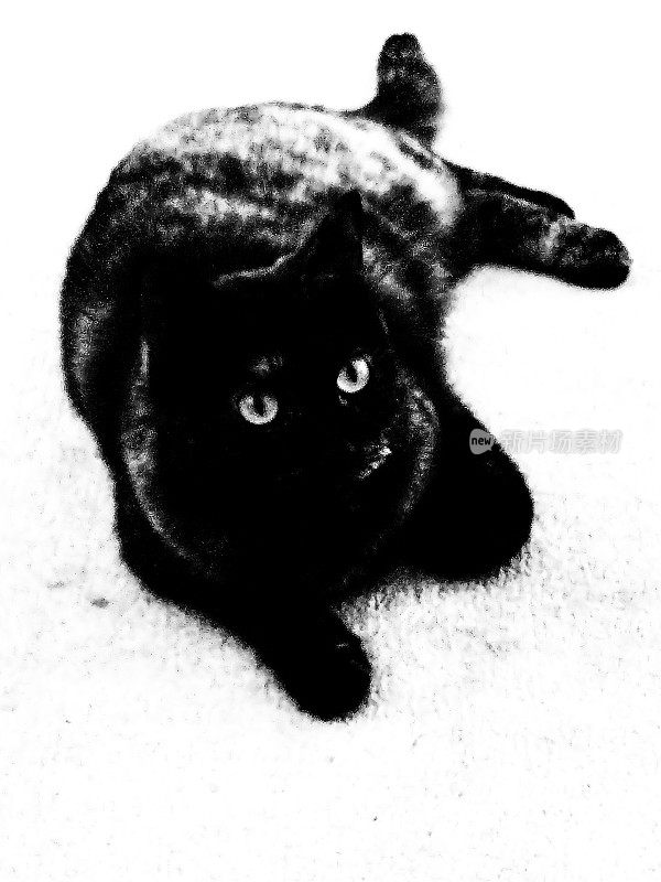 黑白猫，迷人的眼睛