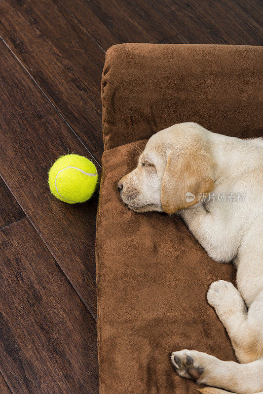 黄色的拉布拉多小狗在沙发形状的狗床上睡觉，还有一个网球——7周大