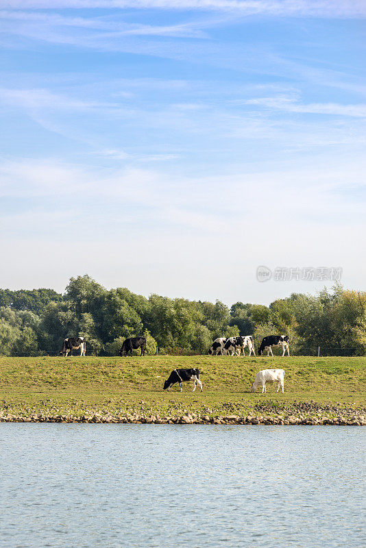 赫伦附近有莱茵河，奶牛在河的另一边吃草。荷兰。这张图片有GPS标记