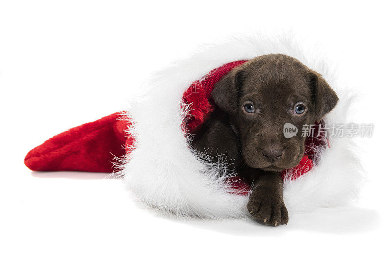 一只可爱的巧克力色拉布拉多小狗穿着圣诞袜——4周大