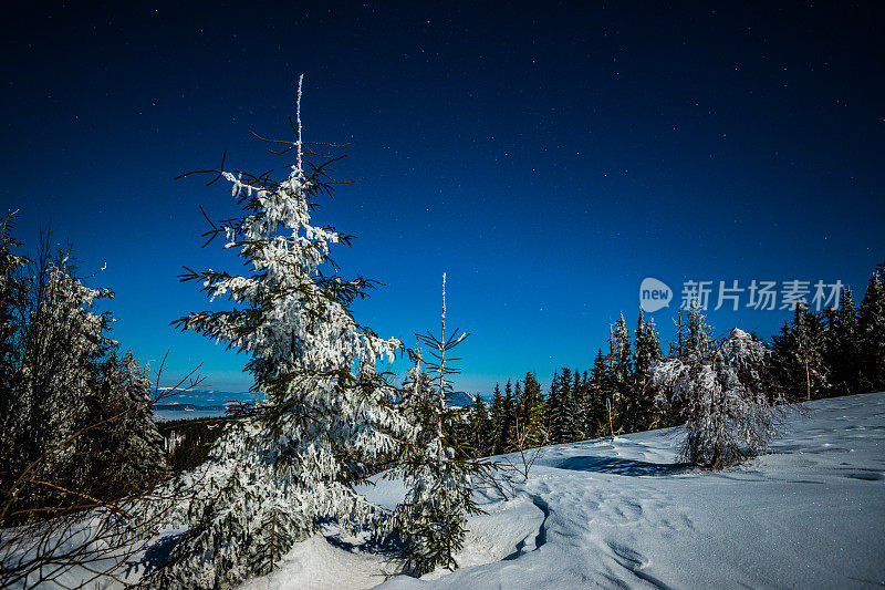 雪山中的夜杉树