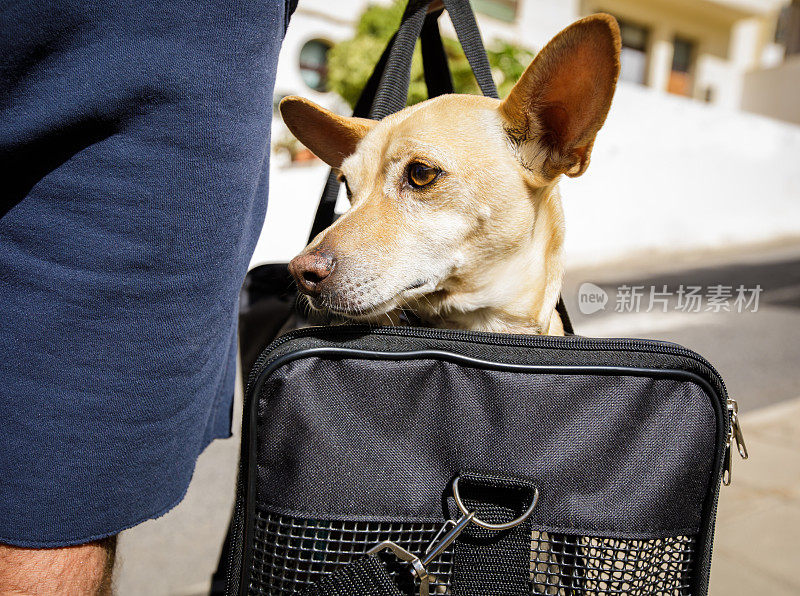 狗在运输箱或袋子准备旅行