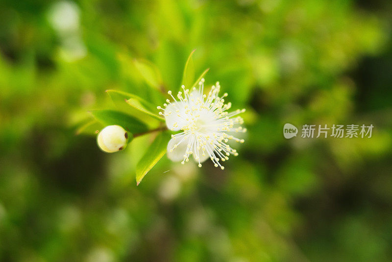 小白Wildlower