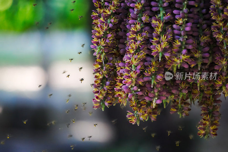在泰国的一个公园里，成群的蜜蜂正在欣赏悬挂在棕榈树上的一组紫色花朵的花粉。