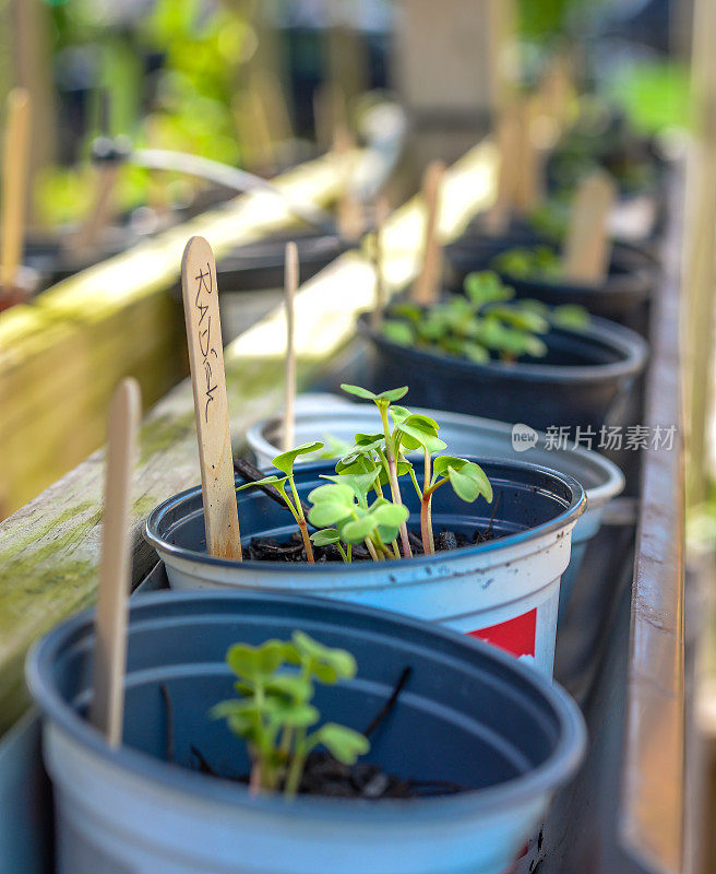 种植花园种植