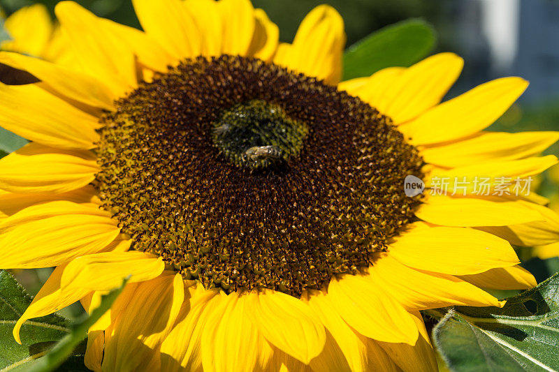 向日葵近距离与蜜蜂
