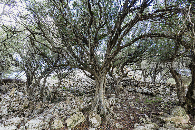 西班牙米诺卡岛的老橄榄树