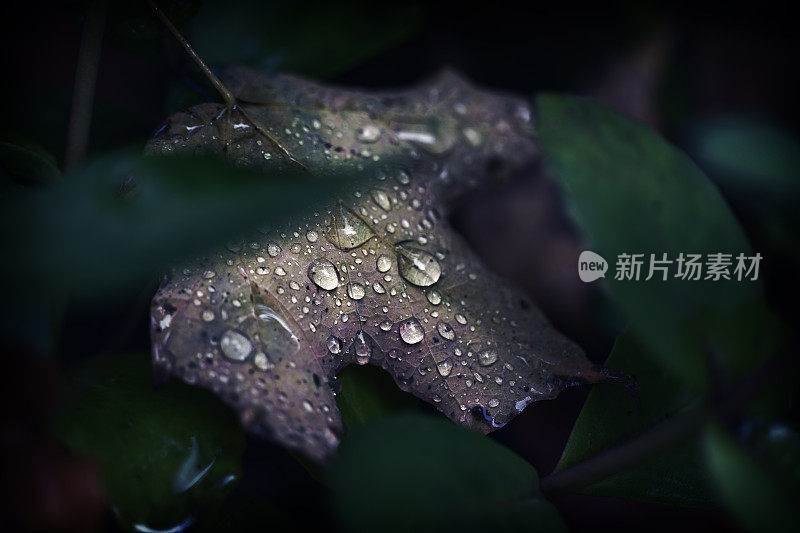 雨点落在秋天的枫叶上