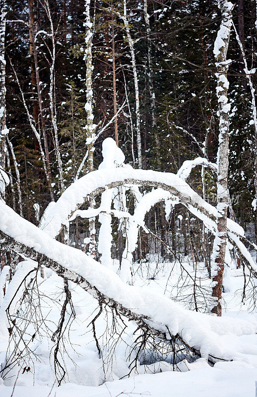 白桦树在积雪下的冬天在森林里