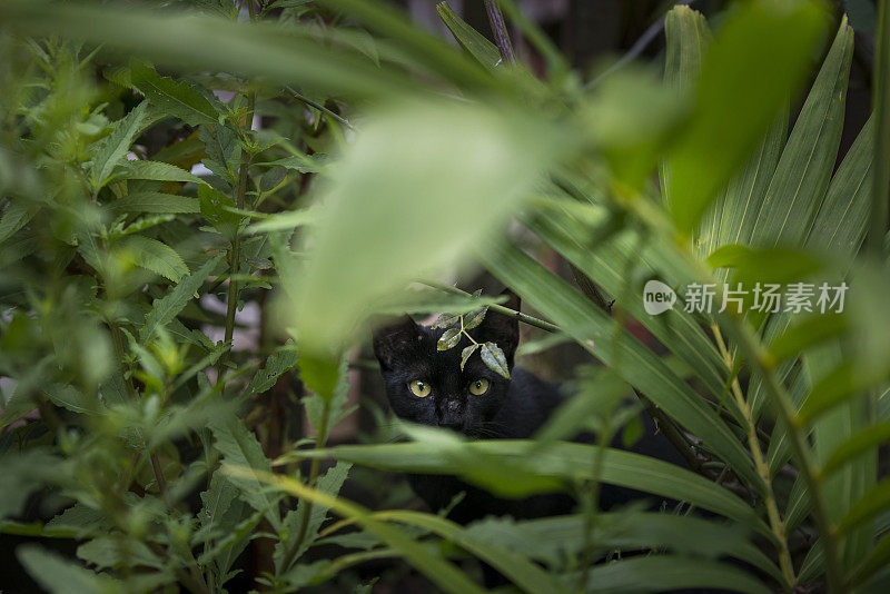 黑猫隐藏花园植物