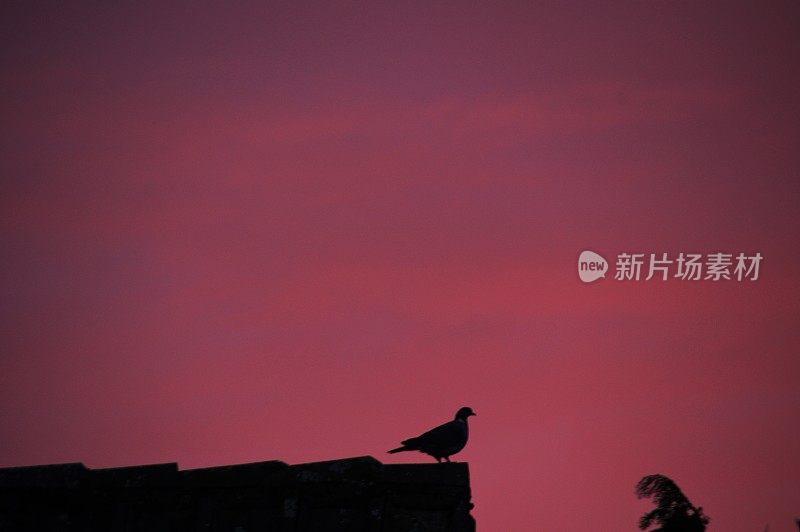 鸽子坐在屋顶上