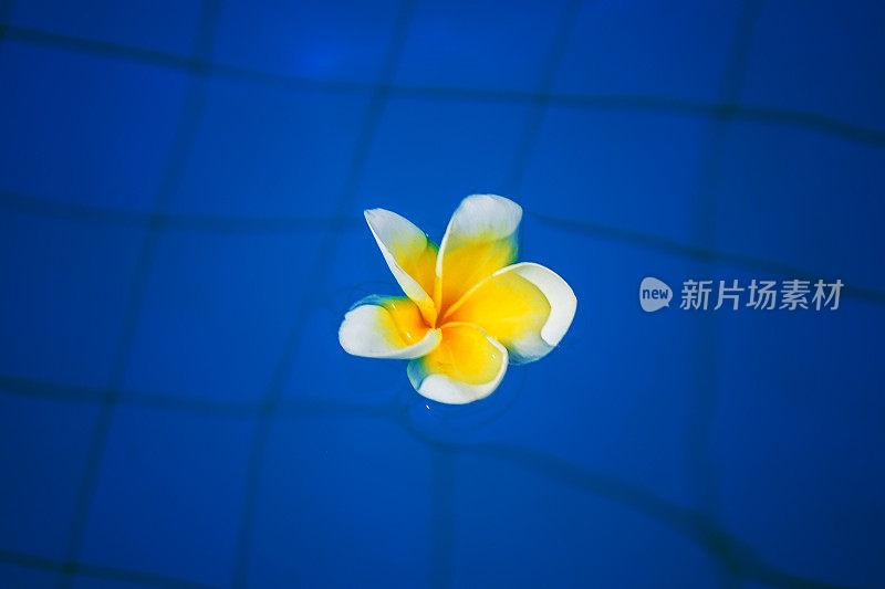 美丽的热带花朵漂浮在水面上，鲜艳的热带花朵。