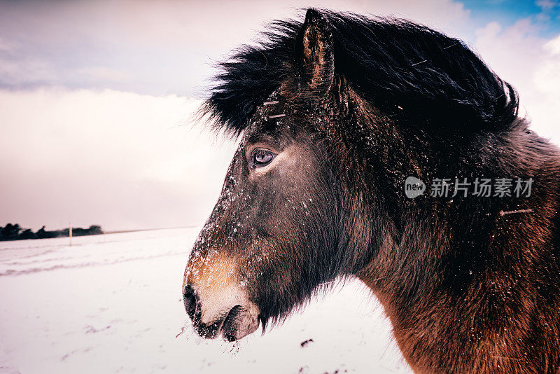 雪中的马