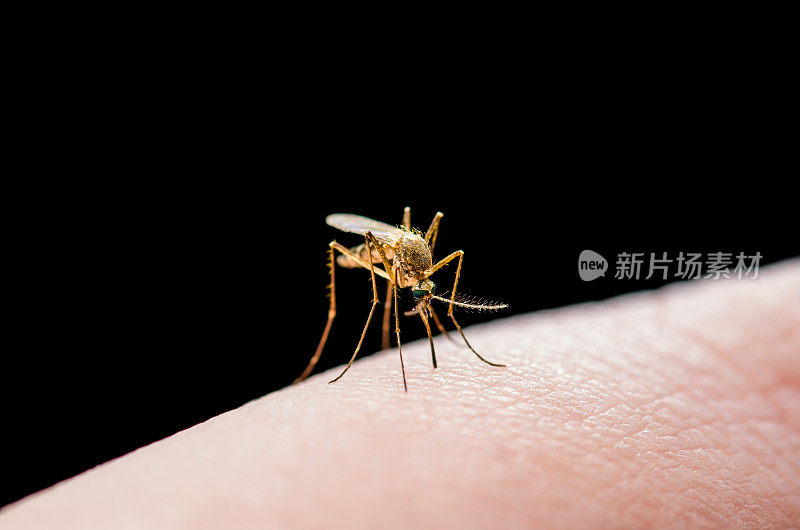 受黄热病，疟疾或寨卡病毒感染的蚊虫叮咬分离在黑色