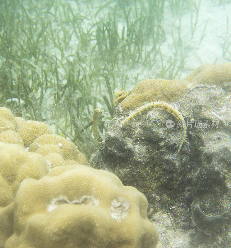 海马体在Togian岛的珊瑚中