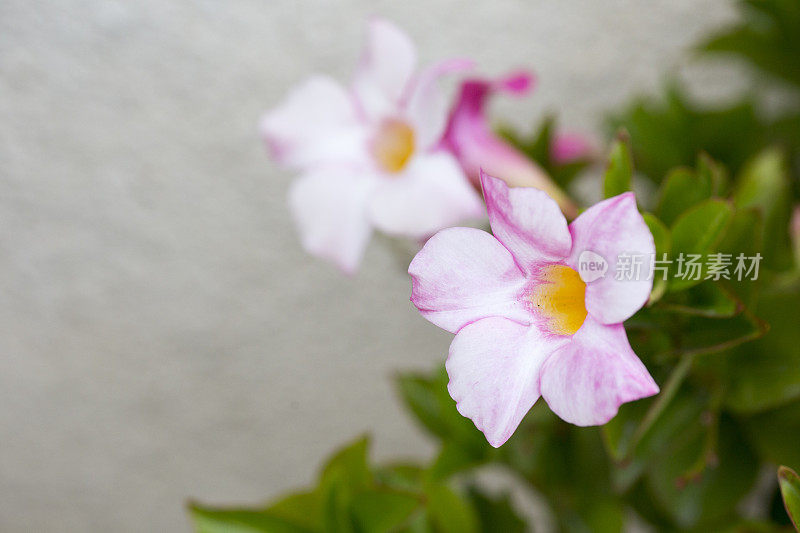 大而独特的花朵