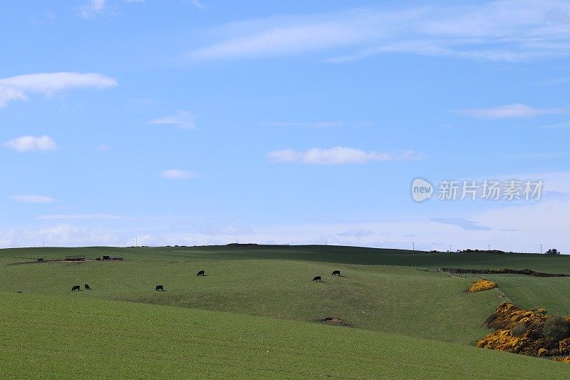 苏格兰乡村田野里的绵羊和羊羔