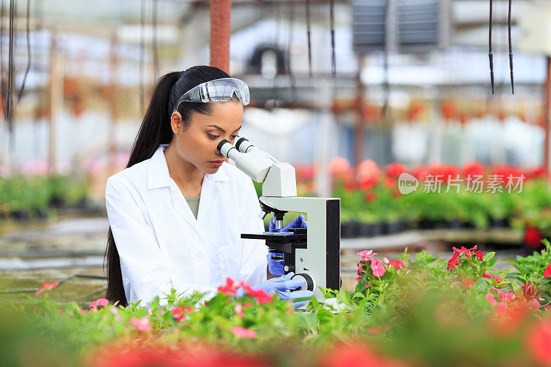 在温室里用显微镜检查植物的植物学家