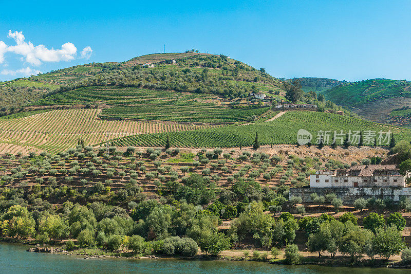 在葡萄牙北部的杜罗谷上杜罗葡萄酒地区的梯田葡萄园被联合国教科文组织正式指定为世界遗产