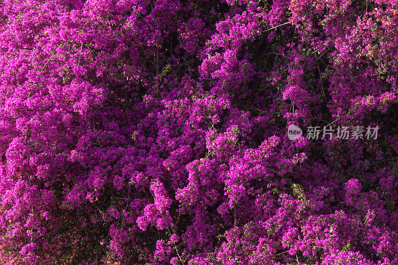 全框紫色九重葛背景