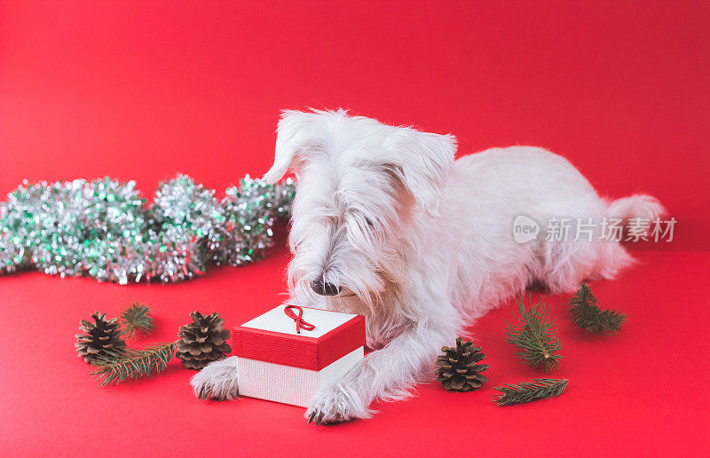 雪纳瑞犬圣诞节