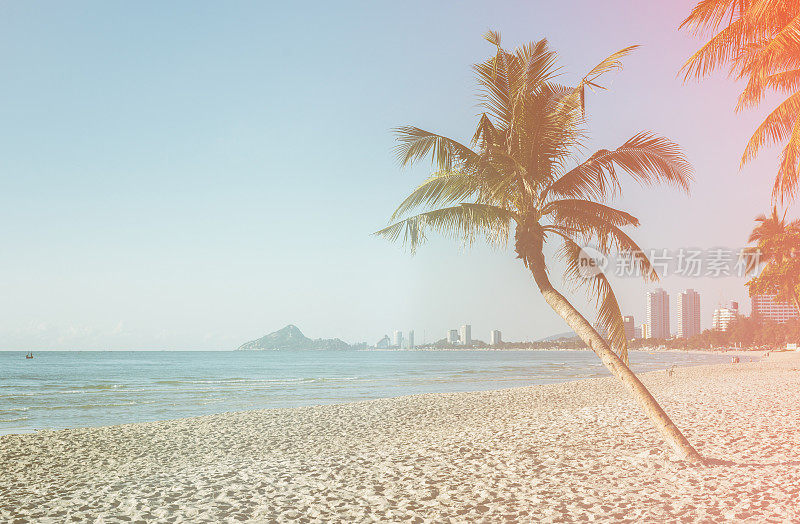 阳光明媚的海边椰子树
