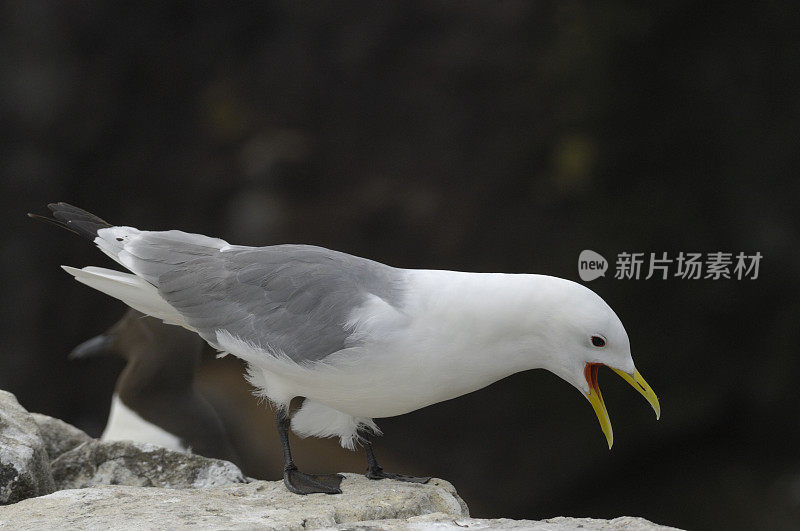 鸟在户外栖息的特写镜头