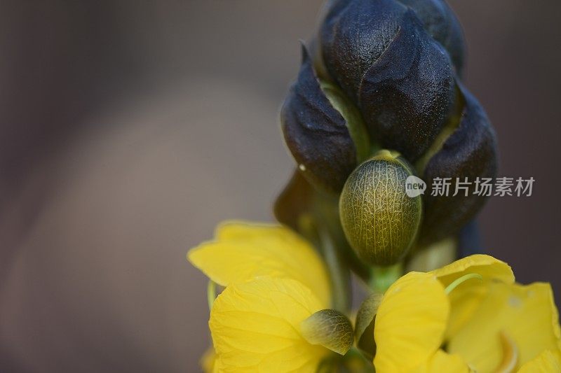 一朵花的特写